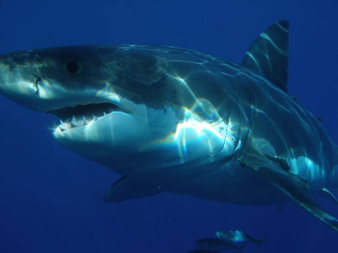 Megalodon, el tiburón más grande del mundo