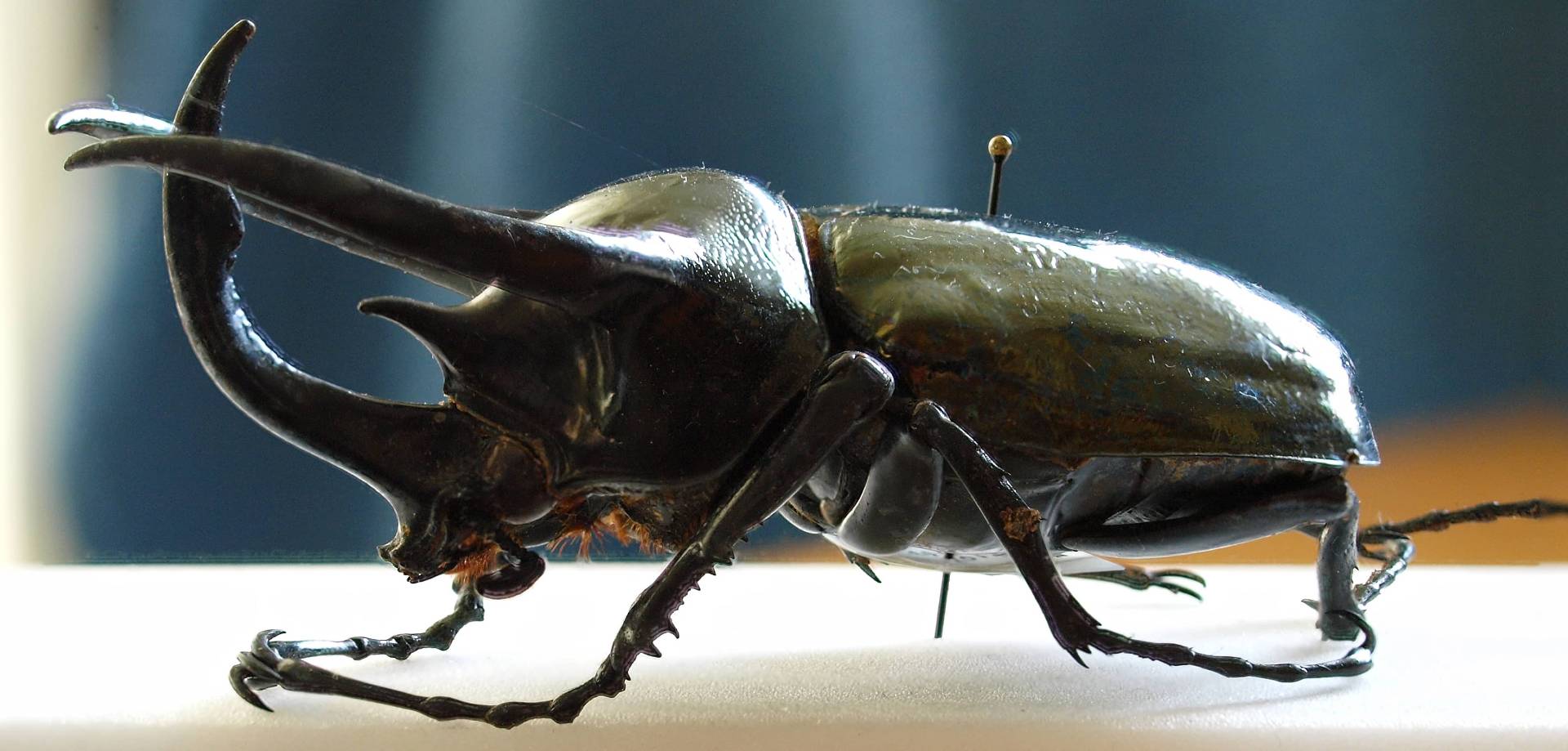 Escarabajo Atlas (Chalcosoma atlas)