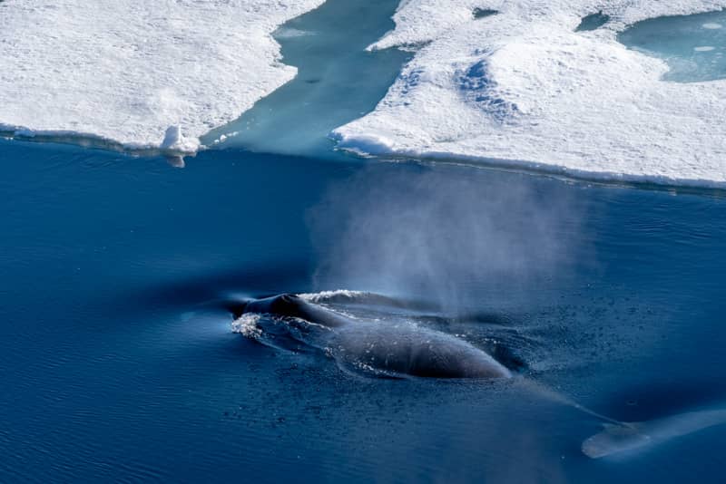 La ballena más grande de groenlandia.