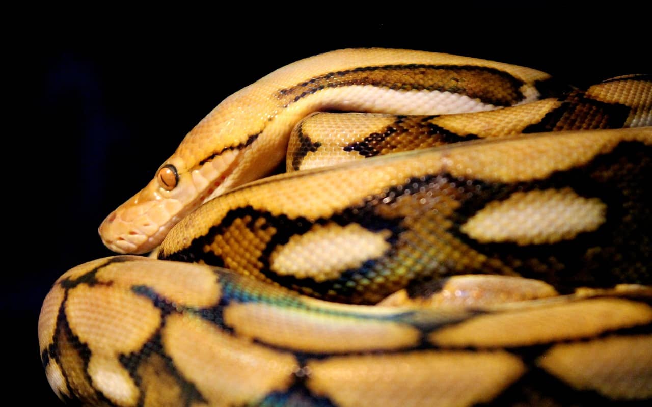 Pitón reticulada (Malayopython reticulatus), la segunda serpiente más grande del mundo.