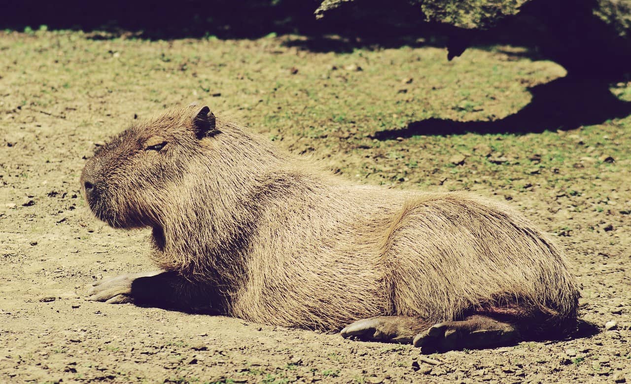 Capibara, el roedor más grande del mundo
