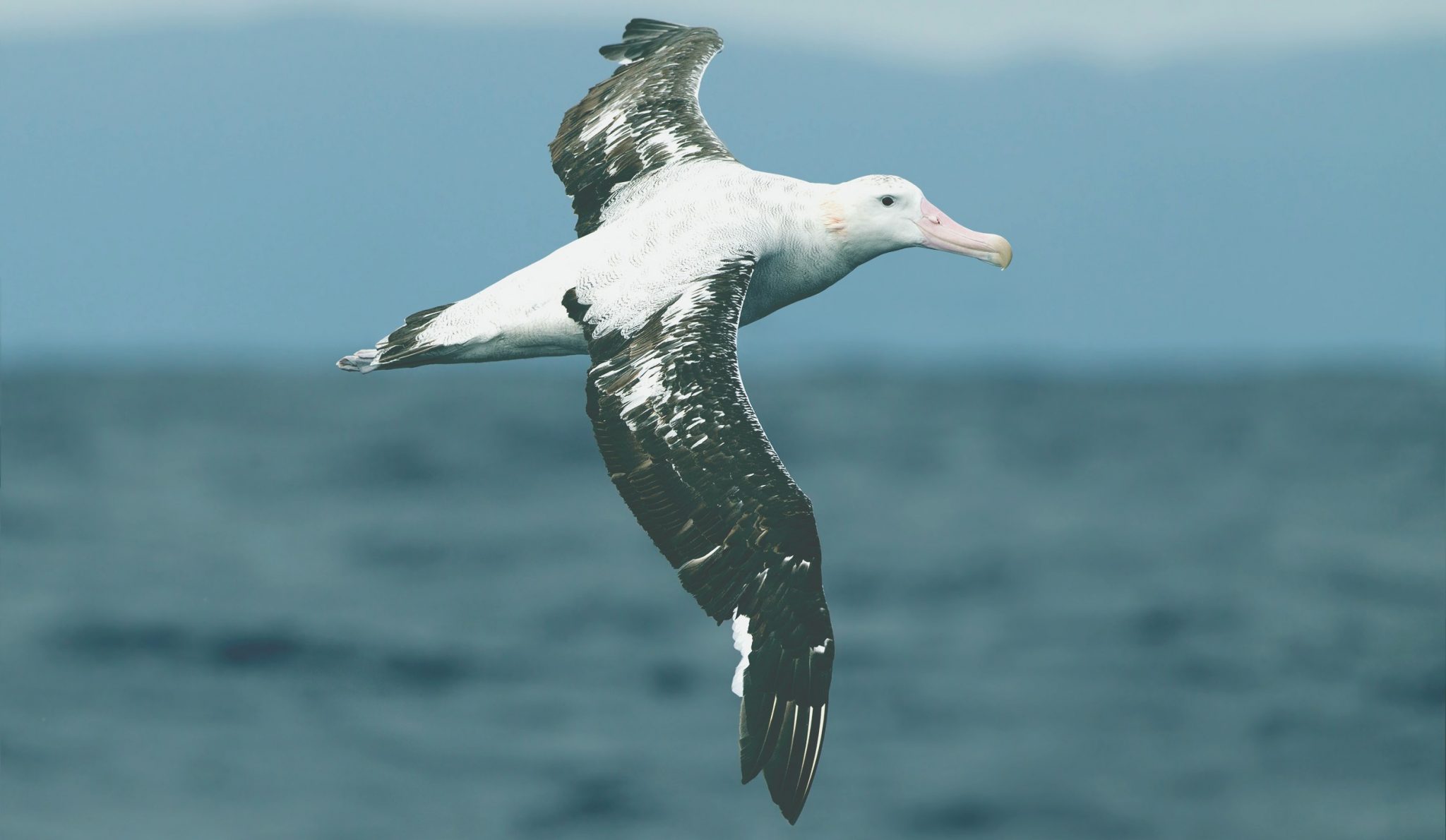 Albatros viajero (Diomedea exulans)