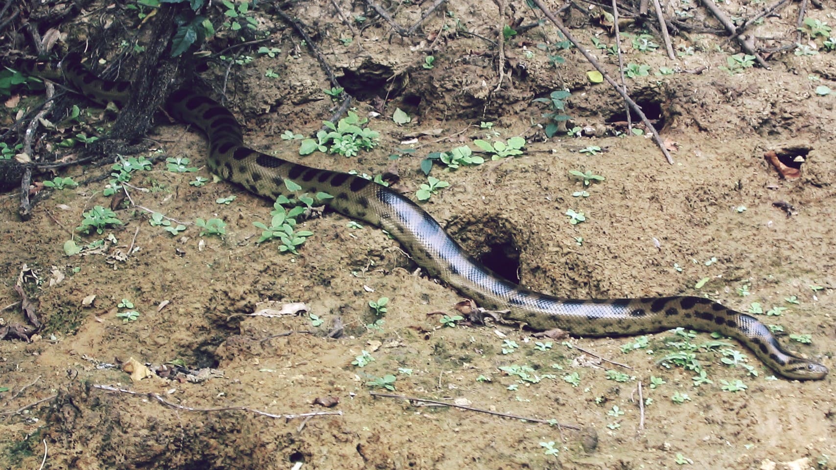 Anaconda boliviana, la segunda más grande del mundo