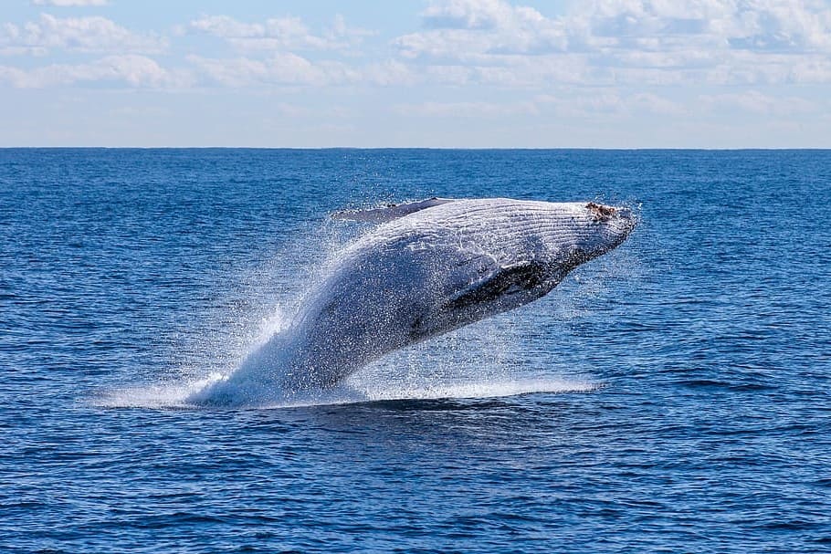 Ballena azul, el mamífero más grande del mundo