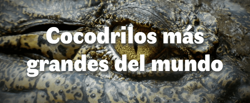 Listo de los 7 cocodrilos más grandes del mundo