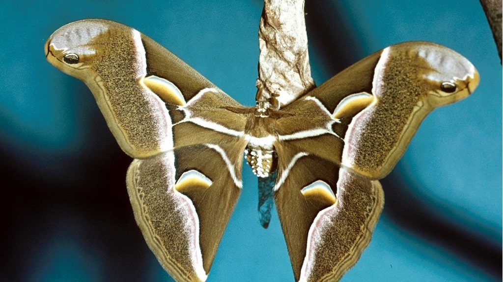 Gigantesca mariposa de seda del Ailanto