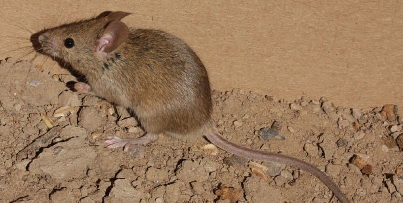 Ratón común, uno de los más grandes